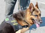 guardia di finanza cane controlli stazione Pisa