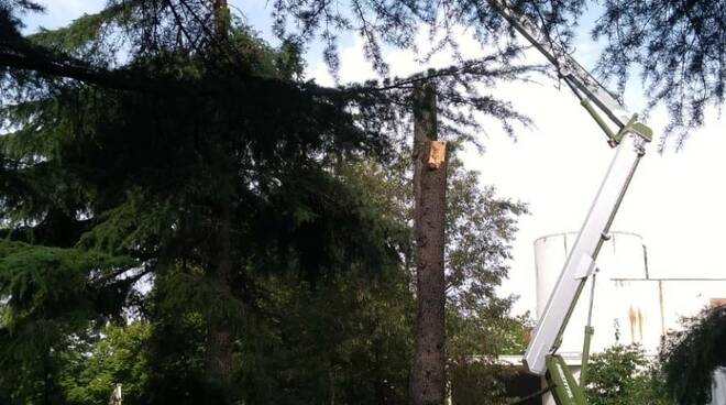 Alberi abbattuti nei giardini della scuola di piazza aldo moro