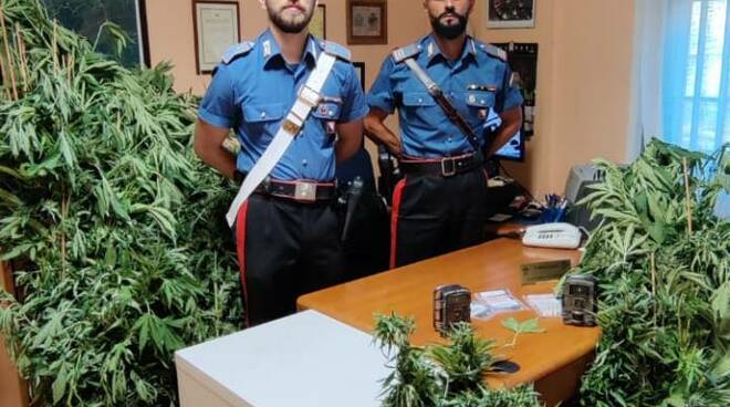 carabinieri grosseto piantagione