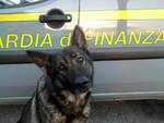 cane antidroga finanza