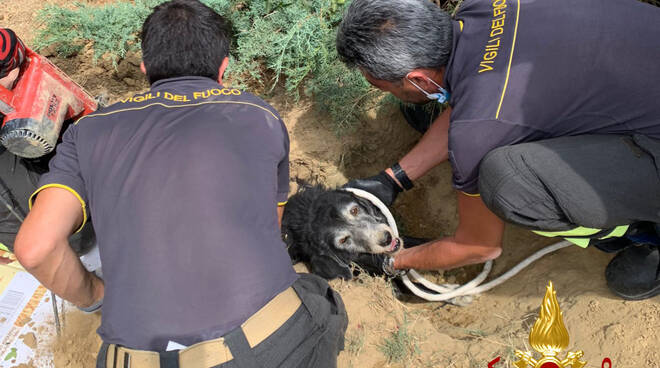 Cane intrappolato in un cunicolo e salvato dai pompieri