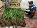 Coltivava marijuana nell'orto di casa: nei guai un 42enne