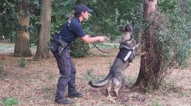 Eviva scova cocaina e hashish nel bosco delle Cerbaie