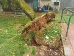 albero in bilico sul cavo del telefono a Staffoli