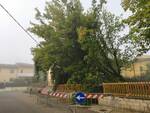 albero in bilico sul cavo del telefono a Staffoli