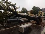 albero piomba su un'auto in sosta a Fucecchio