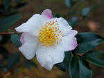 camelia sasanqua 2