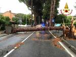 pino cade in strada a Montecatini