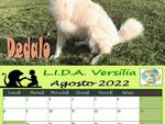 Cani e gatti in adozione, pronto il calendario della Lida Versilia con i clic dei Fotoscattosi