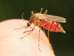 malaria, zanzara