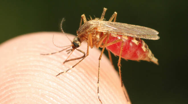 malaria, zanzara