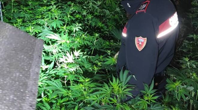 sequestro piante di cannabis marginone