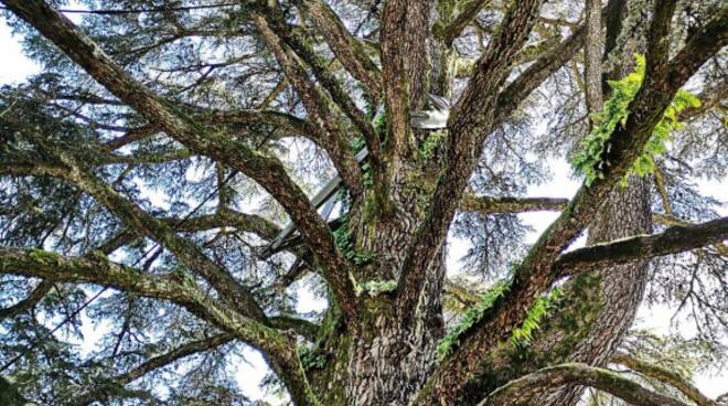 alberi monumentali Comune di Lucca