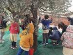 raccolta olive scuola dell'infanzia castelfranco di sotto
