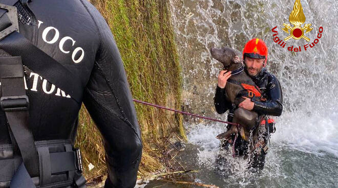 cane salvato dall'Ombrone a Pistoia