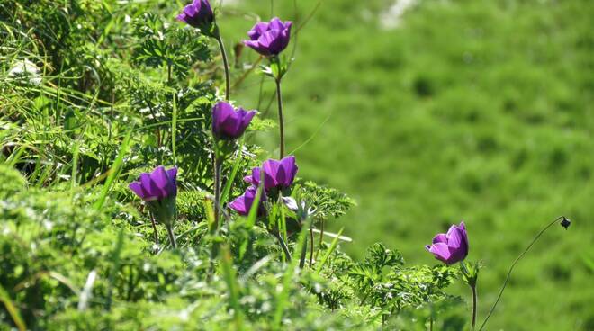 anemone mura