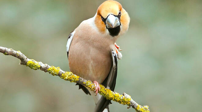 birdwatching a Fucecchio Centro di ricerca, documentazione e promozione del Padule di Fucecchio frosone foto di Paolo Caciagli