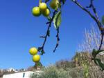 susini in fiore per primavera in anticipo