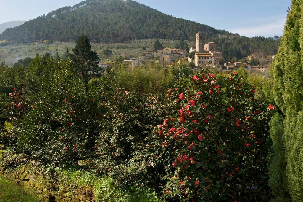 Presentazione 33esima edizione della mostra antiche camelie 