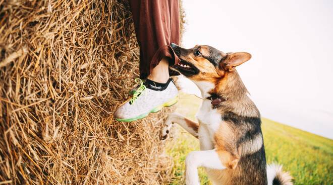 cane aggressivo, che morde