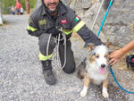 cane salvato dirupo Vagli vigili del fuoco