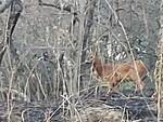 capriolo vivo bosco incendiato a massarosa