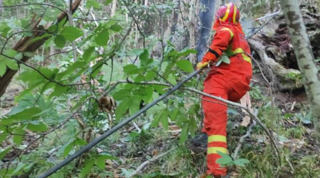 castagno da frutto in fiamme a Metello