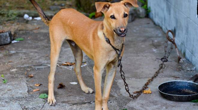 incendi cani a catena