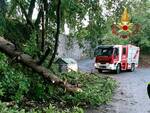 albero caduto vigili del fuoco