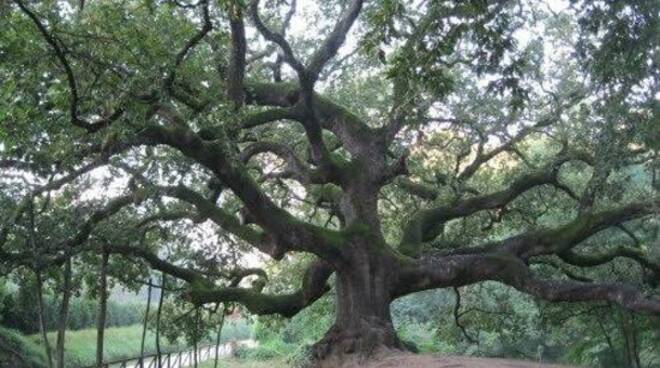 quercia di pinoccchio