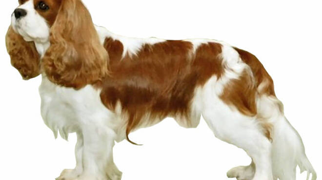 Cavalier King Charles spaniel