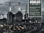 animals