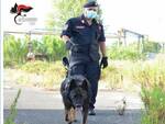 carabinieri cava abbandonata cane antidroga