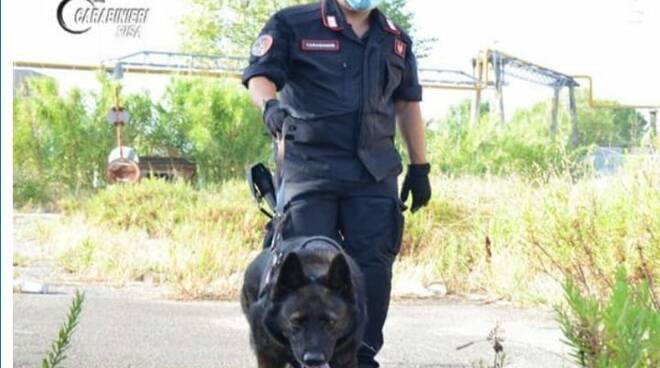 carabinieri cava abbandonata cane antidroga
