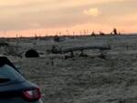 lupo spiaggia vecchiano