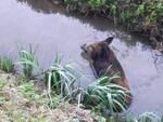 cinghiale abbattuto animalisti 