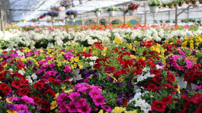 fiori colorati in serra