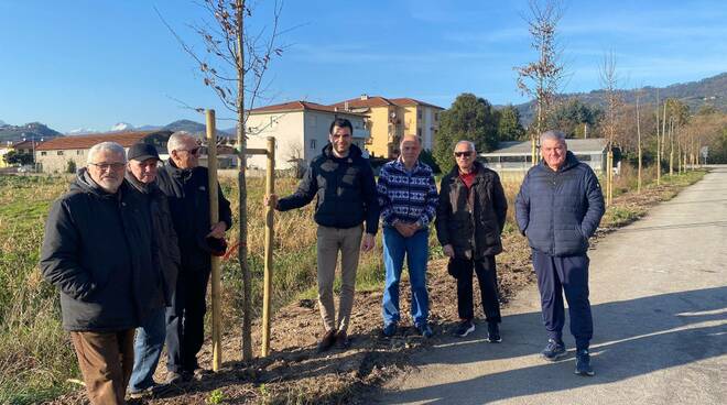 Capannori, alberi