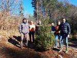 alberi di natale piantati sulle pizzorne