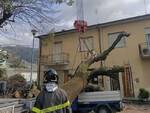 albero caduto su apecar a stiava