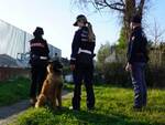 cane antidroga polizia carabinieri municipale