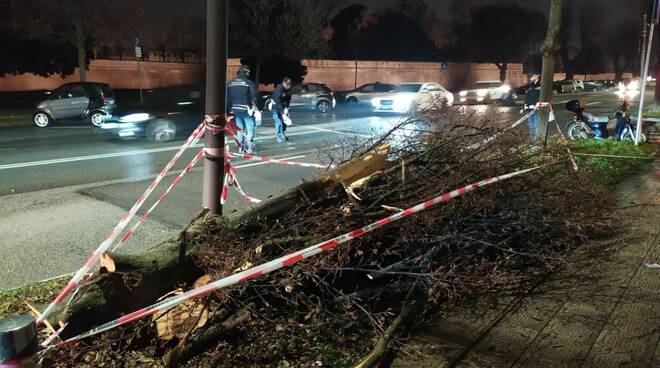 incidente e albero caduto viale Giusti Lucca caos traffico