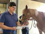 palio siena controlli veterinari ai cavalli 