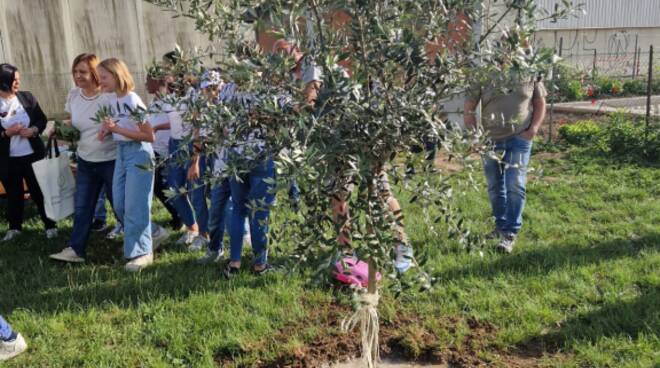 ulivo donato alla primaria don milani