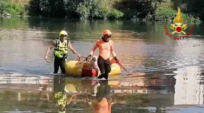 cane salvataggio fiume Serchio