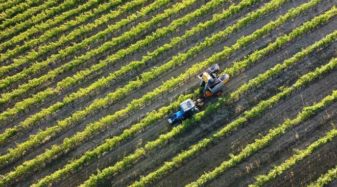 vendemmia meccanica