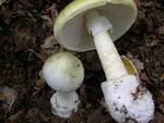 funghi velenosi