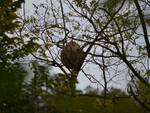 nido di vespa velutina scoperto a villa collemandina