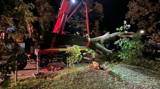 quercia precipitata a montecarlo