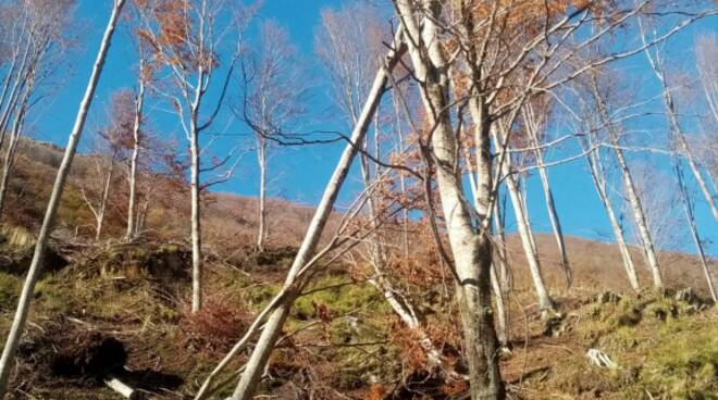 taglio alberi Orto di Donna